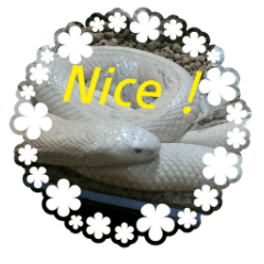 白ヘビと爬虫類の実写版