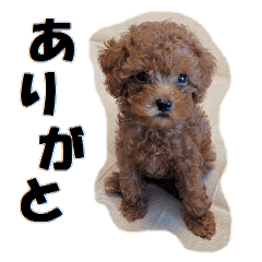 Toy Poodle Lion