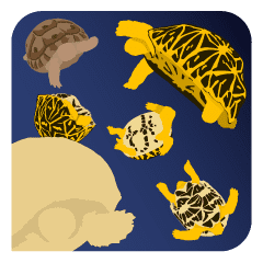 月初はリクガメ身体測定 インドホシガメのメスが600gを突破 今後の記事運営についてのお知らせも インドホシガメと会社員 月初はリクガメ身体測定 インドホシガメのメスが600gを突破 今後の記事運営についてのお知らせも インドホシガメと会社員