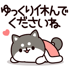Answer Shiba Dog 5