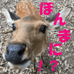 奈良のリアル鹿さん