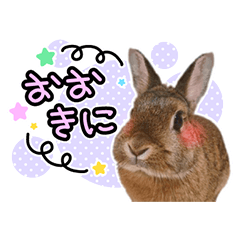 Usao of Rabbit! Stickers