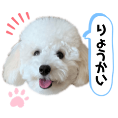 トイプードル♡むうちゃん
