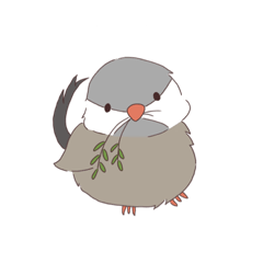my birds2