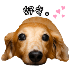 always with a sausage dog