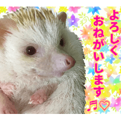 Cutehedgehogsticker