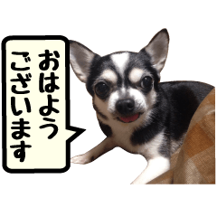 [Live-action 16 set] Chihuahua Japanese