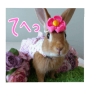 PEACH THE RABBIT USAGI