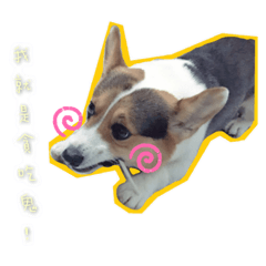 我是最帥の王子狗