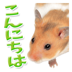 可愛的倉鼠日語