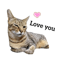 Cat-三隻阿貓的耍廢日常～