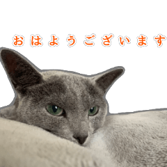 Good Looking Cat for business