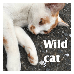 Japanese wild cat photo