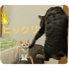 hana_20201003225819