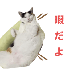 nekosanshimai_20201003223823