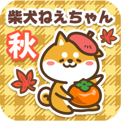 Shiba Neechan in Autumn 2