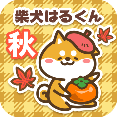 Shiba Harukun in Autumn 2