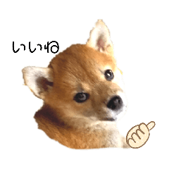 HARUNA_20201004135832