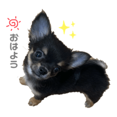 チワワ Lineクリエイターズスタンプまとめ Stamplist Part 2