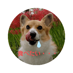 alice_20201004121252