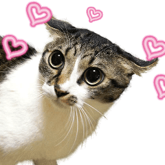 Funny expressive moving cat