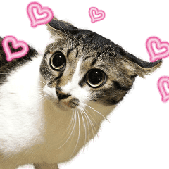 Funny Expressive Moving Cat Line Stickers Line Store