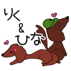 Miniature dachshund Riku and Hina