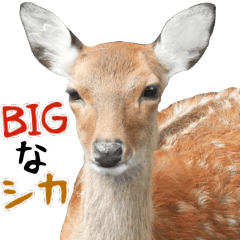 Big deer