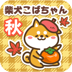 Shiba Kobachan in Autumn 2