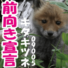 GoodDay-sticker@Ezo-Red fox01