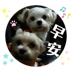 小虎，之之，小綠，白白，凰凰