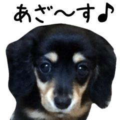 The sticker of dachshund