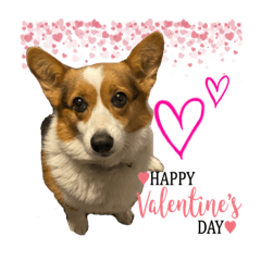 Our Lovely Doggies 5