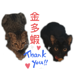 虎嚕陣線