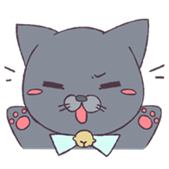 Exotic shorthair cat suzuki2