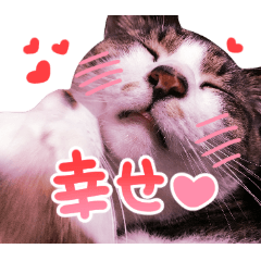 Good friends cat Koo-chan Ghee-chan