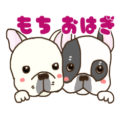 French bulldog OHAGI&MOCHI