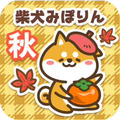 Shiba Miporin in Autumn 2