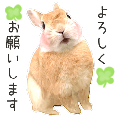 実写 うさぎさんのスタンプ Line スタンプ Line Store