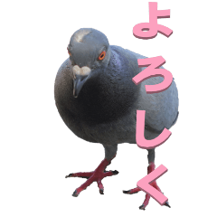 From pigeon2-BIG