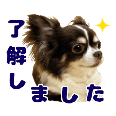 Chihuahua  no rin chan
