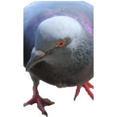 Pigeon without wording2-BIG