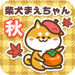 Shiba Maechan in Autumn 2