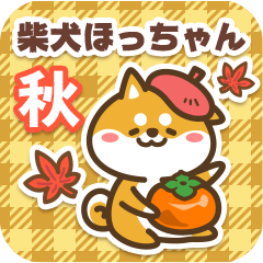 Shiba Hocchan in Autumn 2