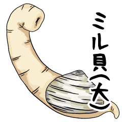 Stretched vertically geoduck clam