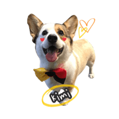 corgikimi