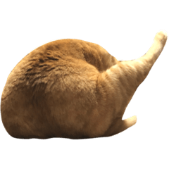 今晚我想來點罵掌加貢丸