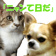 cheese and hazuki