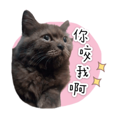 狄迪的日常