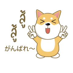 SHIBAINU THAI & JAPAN